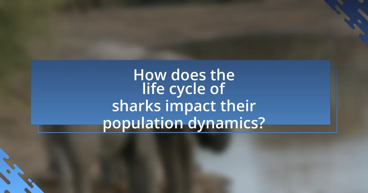 How does the life cycle of sharks impact their population dynamics?