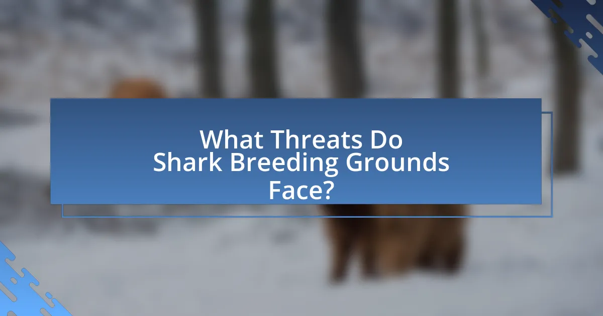 What Threats Do Shark Breeding Grounds Face?