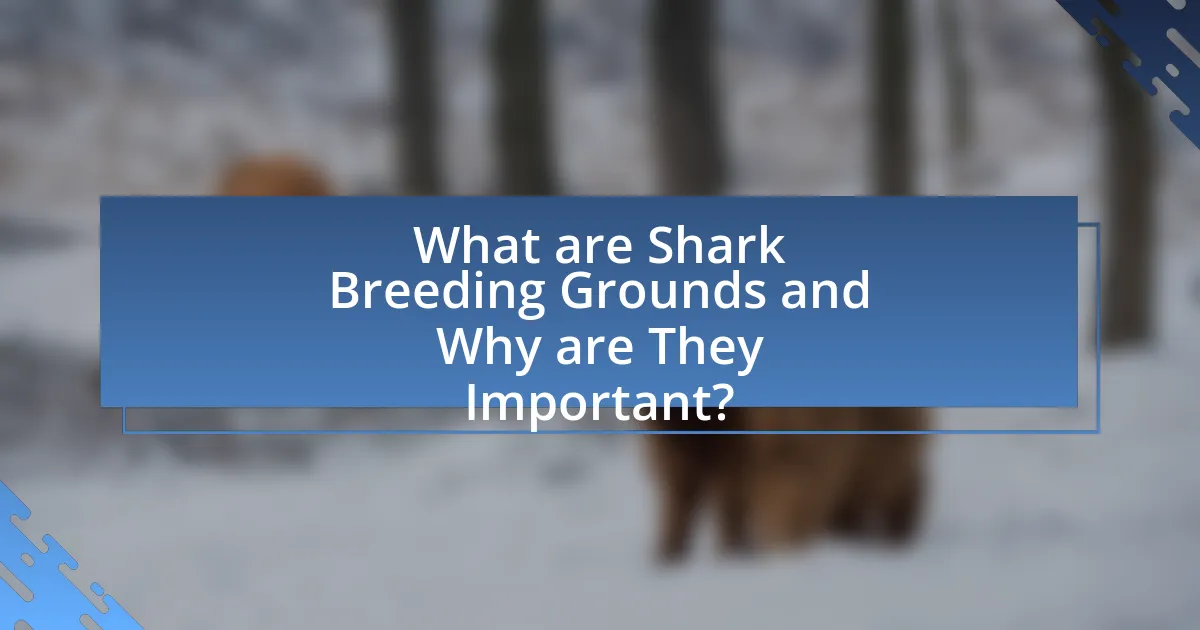 What are Shark Breeding Grounds and Why are They Important?