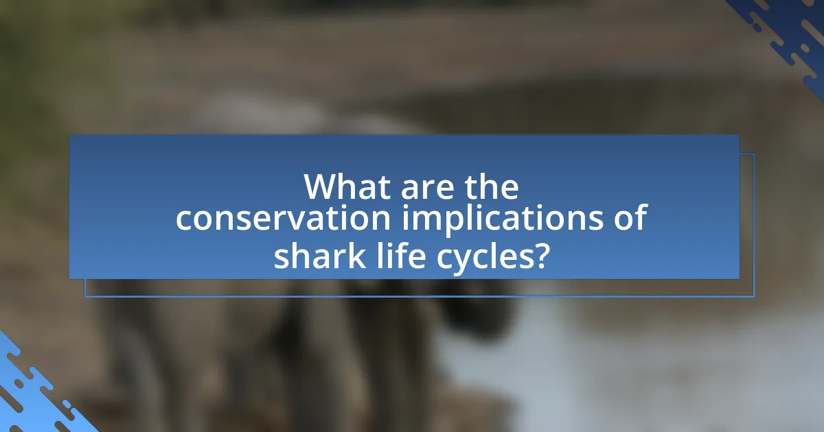 What are the conservation implications of shark life cycles?