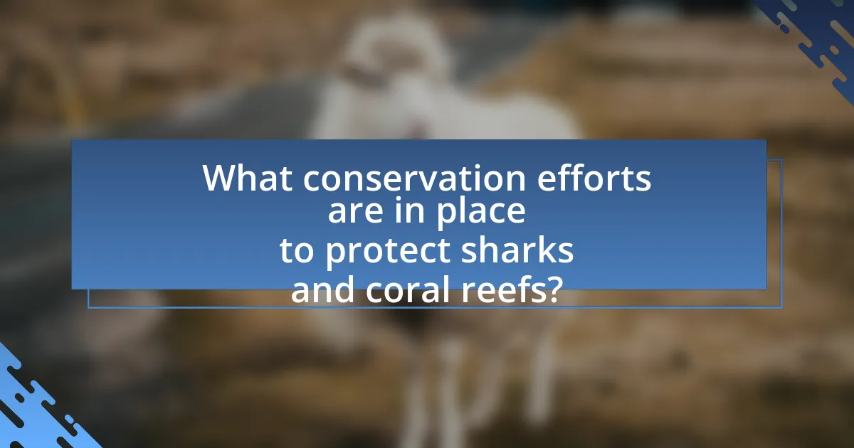 What conservation efforts are in place to protect sharks and coral reefs?