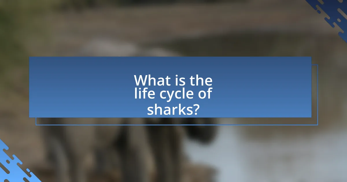 What is the life cycle of sharks?