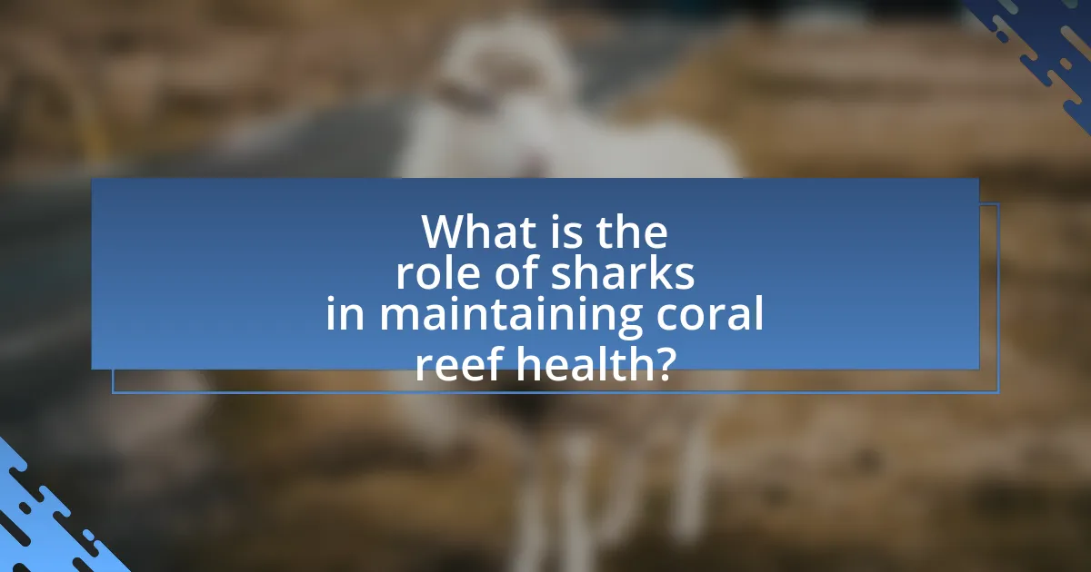 What is the role of sharks in maintaining coral reef health?